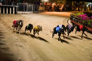 Bí Kíp Chơi Game Nhanh Đua Chó Tại AZ888 Từ Chuyên Gia