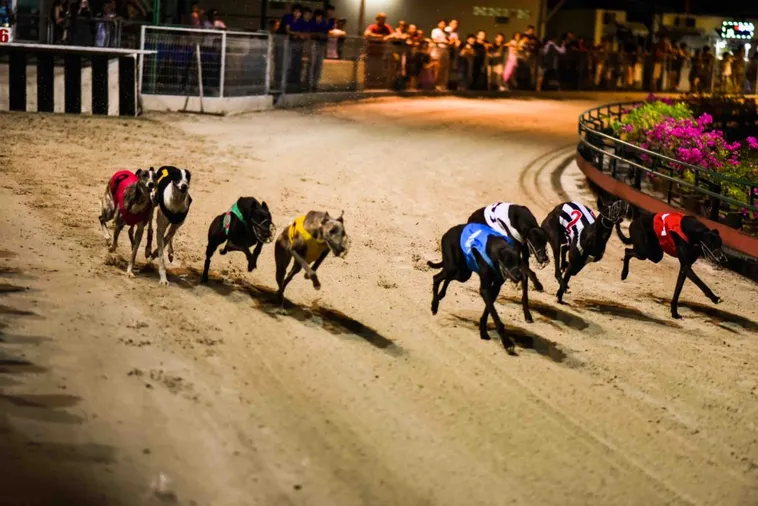 Bí Kíp Chơi Game Nhanh Đua Chó Tại AZ888 Từ Chuyên Gia 1 Bí Kíp Chơi Game Nhanh Đua Chó Tại AZ888 Từ Chuyên Gia