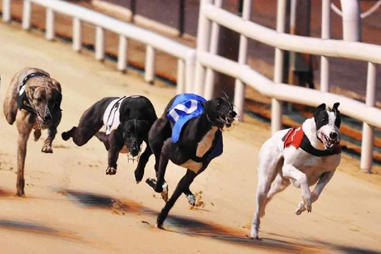 Bí Kíp Chơi Game Nhanh Đua Chó Tại AZ888 Từ Chuyên Gia 2 Bí Kíp Chơi Game Nhanh Đua Chó Tại AZ888 Từ Chuyên Gia